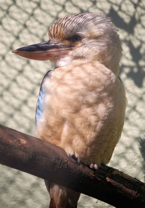 Free Images Nature Branch Wing Wildlife Beak Fauna Close Up