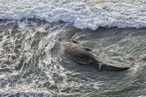 Dead Blue Whale Washes Ashore At Daly City Beach