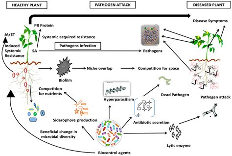 Frontiers Competency Of Rhizobial Inoculation In Sustainable