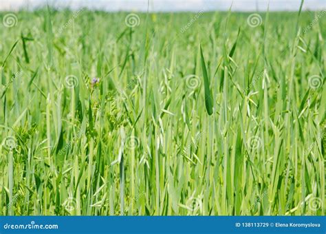 Growing Green Oats On The Field Stock Image Image Of Sowing Oats