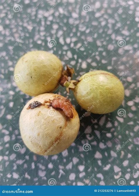 Symptoms of Longan Fruit Borer Injure on Longan Fruit in Viet Nam. Stock Photo - Image of ...