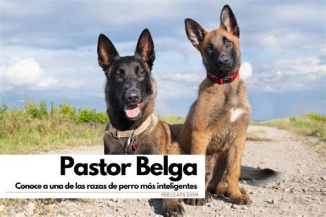 El Pastor Belga Malinois un perro excepcional que te sorprenderá