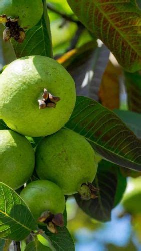 Guava Plant at ₹ 70/piece | Fresh Fruits in Hardoi | ID: 2853244613191