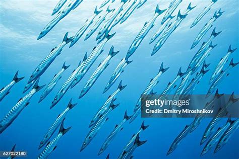 barracuda group   premium high res pictures getty images