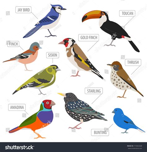 Pet Birds Collection Breeds Icon Set Stock Vector (Royalty Free ...