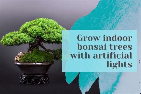 Grow bonsai tree indoor with led grow light