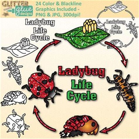 Ladybug Life Cycle Clip Art Clip Art Library