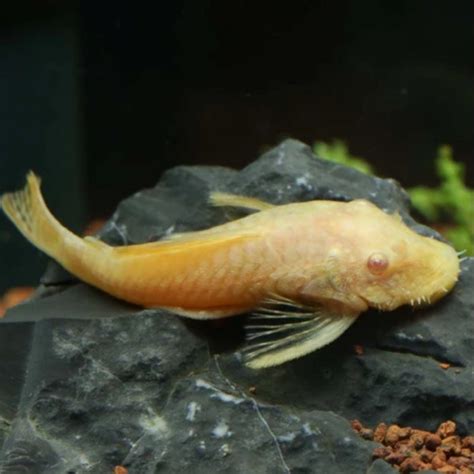 Albino Bristlenose 5cm Ancistrus Cirrhosus