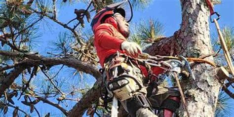 Do I Need A Permit To Remove A Tree In Decatur Ga