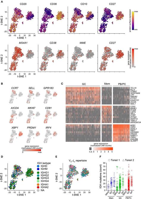 Fb5p Seq Analysis Of Human Tonsil B Cell Subsets A T Sne Map Of Download Scientific