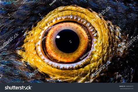 Macroclose Eye Parrot Parrot Type Bronze Stock Photo 558920479