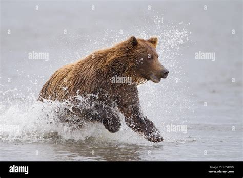 Grizzly Bear Ursus Arctos Horribilis Fishing For Salmon Lake Clark