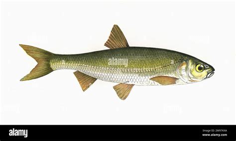 Gudgeon fish Cut Out Stock Images & Pictures - Alamy