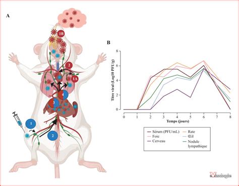 Jle Virologie Infection Par Le Virus De La Fièvre De La Vallée Du