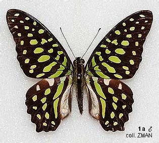 Papua Insects Foundation Lepidoptera Papilionidae Graphium Agamemnon