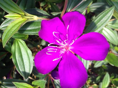 Tibouchina Lepidota Purple Glory Bush Ecuador Princess Tropical