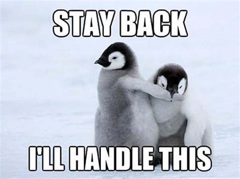 15 Down Right Hilarious Penguin Memes