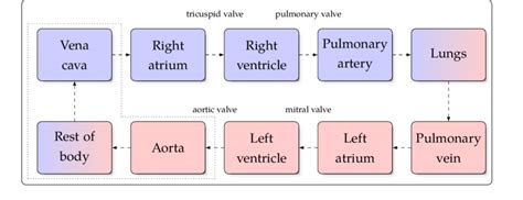 Systemic And Pulmonary Circulation Flow Chart