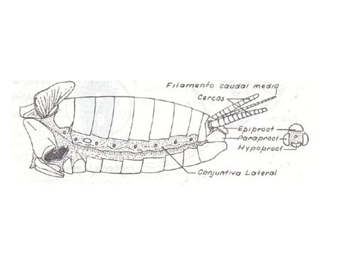 Solution Guia 20 Abdomen De Insectos Studypool