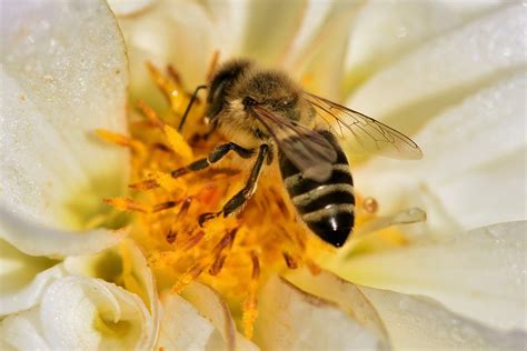 La Abeja El Insecto M S Importante Del Planeta Representaci N