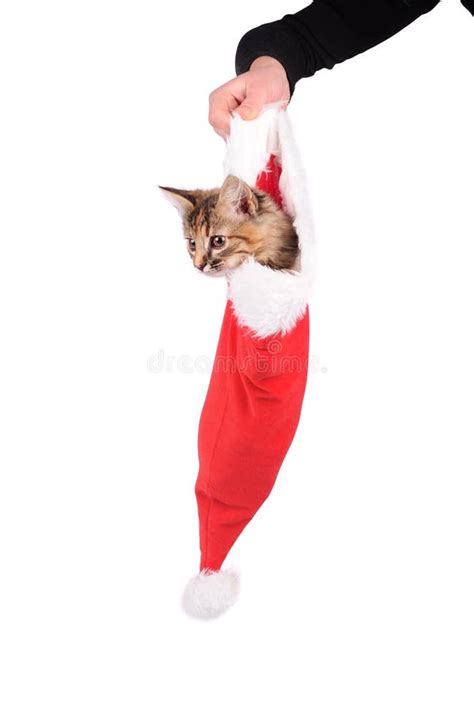 Funny Cat In Santa Claus Cap Isolated Over White Stock Photo Image Of