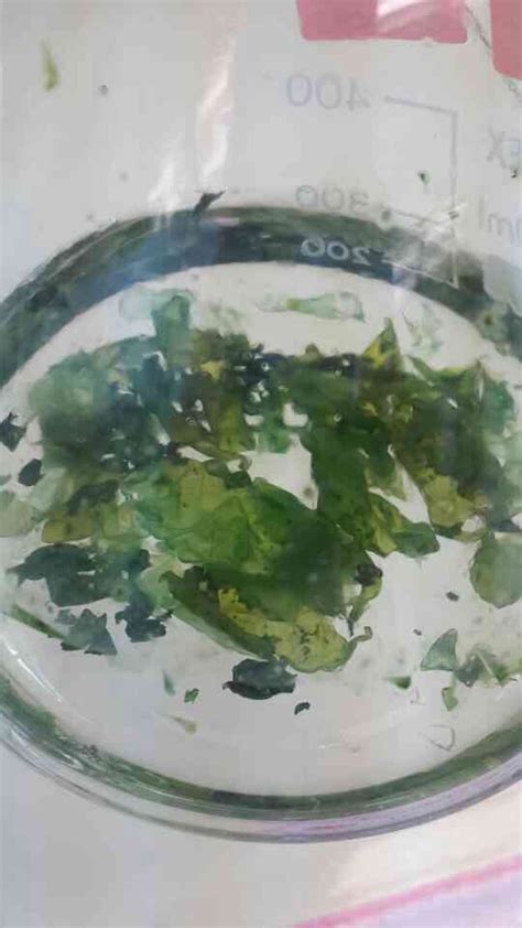 33 Questions With Answers In Phytoplankton Culture Science Topic