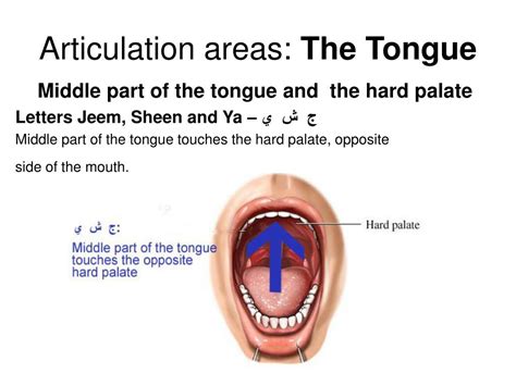 Ppt Tajweed Course Powerpoint Presentation Free Download Id359823