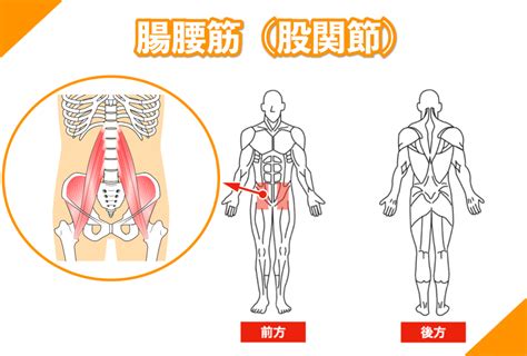 腸腰筋の基礎知識：パーソナルトレーナーによる解剖学、筋トレ、ストレッチ法の包括的な解説 大阪市阿倍野区のパーソナルトレーニング｜ 30年