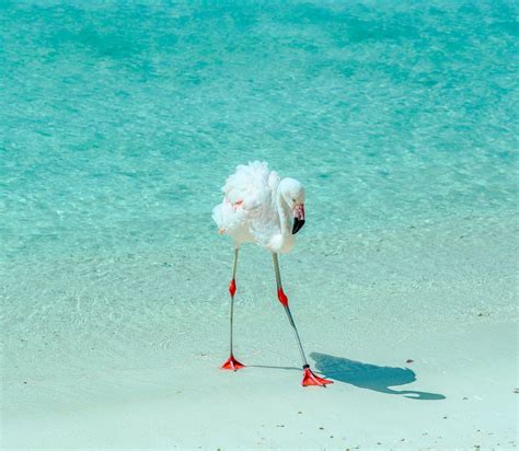 Flamingo Beach Aruba: Everything you need to know - Visiting The Dutch ...