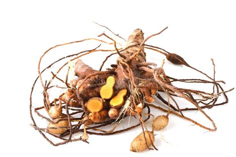 Plai Thai Name Cassumunar Ginger Bengal Root Zingiber Cassumunar Fresh And Powdered Rhizome