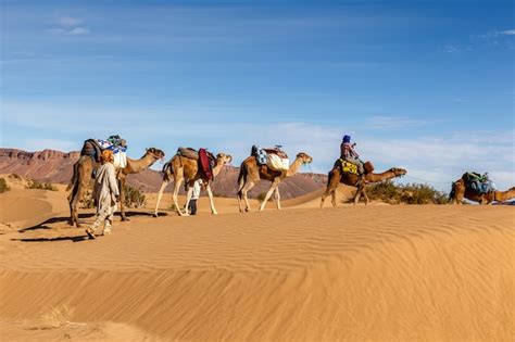 Caravane De Chameaux Dans Le Désert Du Sahara Photo Premium