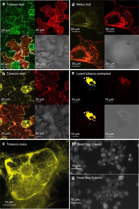 Organellar Localization Of Tomato Ph Protein Ae Yfp Ph Or Ph Gfp