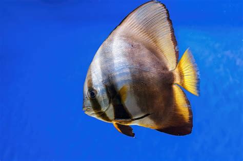 Premium Photo Underwater Shot Of Fish Platax Orbicularis