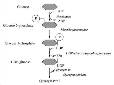 Scheme of glycogen resynthesis. | Download Scientific Diagram