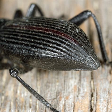 Unknown Beetle Eleodes Hispilabris Bugguide Net