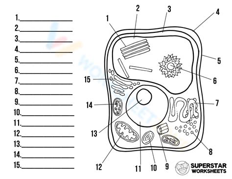 Plant Cell Label Worksheet