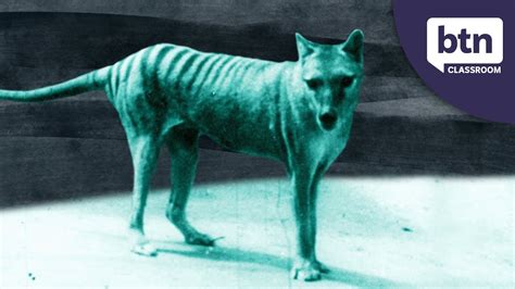 New Footage Of A Thylacine Behind The News Youtube