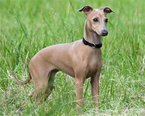 How Much Do Rampur Greyhound Puppies Cost