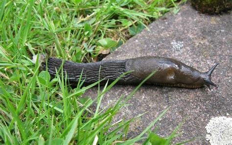 Rhs Announces Top 10 Gardening Pests Of 2013