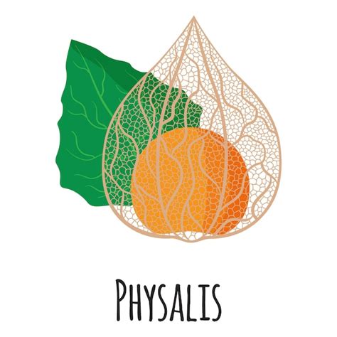 Premium Vector Physalis Superfood Fruit For Template Farmer Market