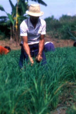 Petani Mencangkul Sawah Di Karawang Datatempo