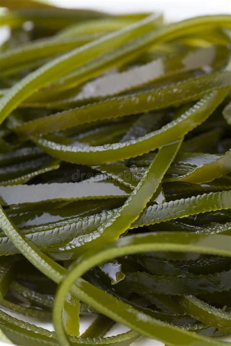 Wakame Seaweed Stock Image Image Of Vegetarian Appetizer 31797637