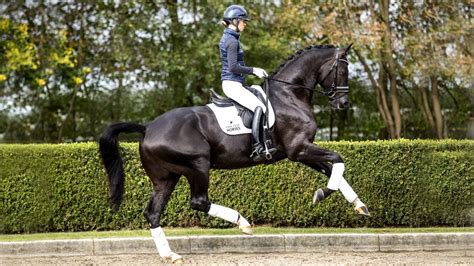 Meet Kjento – the young dressage stallion everybody is talking about