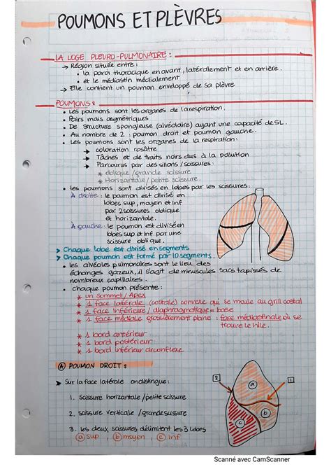 SOLUTION Anatomie Poumons Et Pl Vres Studypool