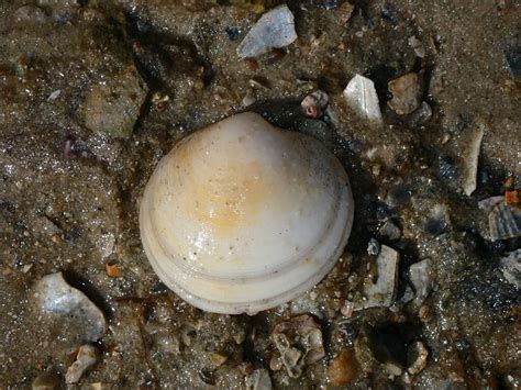 Venus Clams From Redland Qld Australia On August At Pm