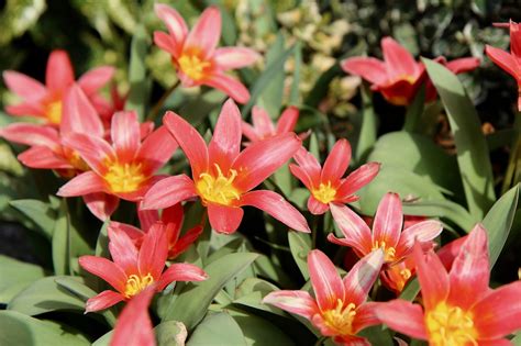 Tulipanes Rojo Primavera Foto Gratis En Pixabay Pixabay
