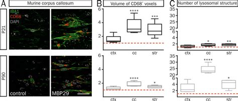 Myeloid Cell Activation In Mbp H Syn Mice A Iba Positive Cells