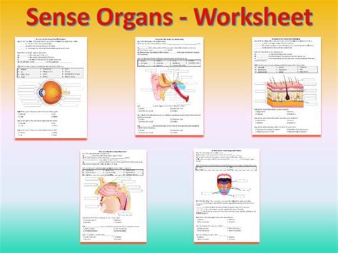 Sense Organs Worksheets Printable And Distance Learning Teaching