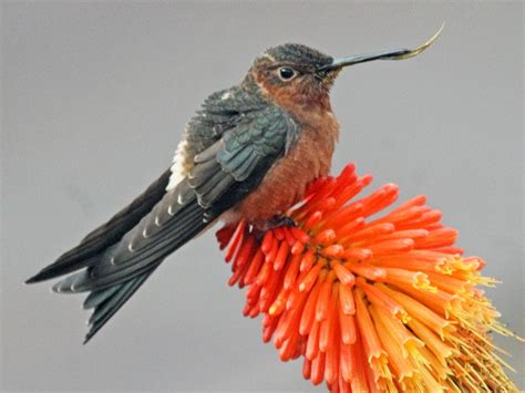 Giant Hummingbird