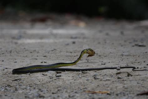 Snake Eating Frog On Ground Stock Image Image Of Environment Danger